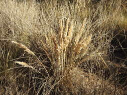 Image of Poa ligularis Nees ex Steud.