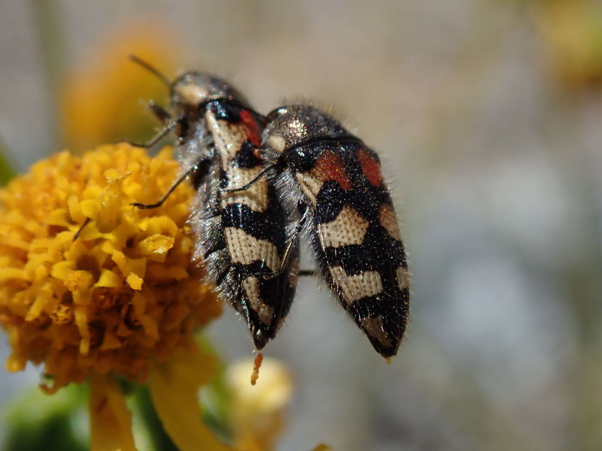 Image de Acmaeodera tuta Horn 1878