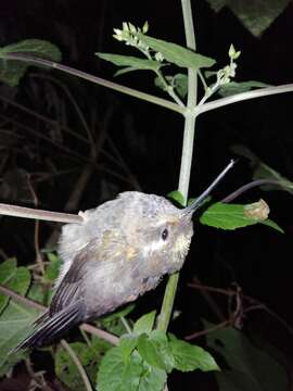 Image of Amethyst-throated Hummingbird