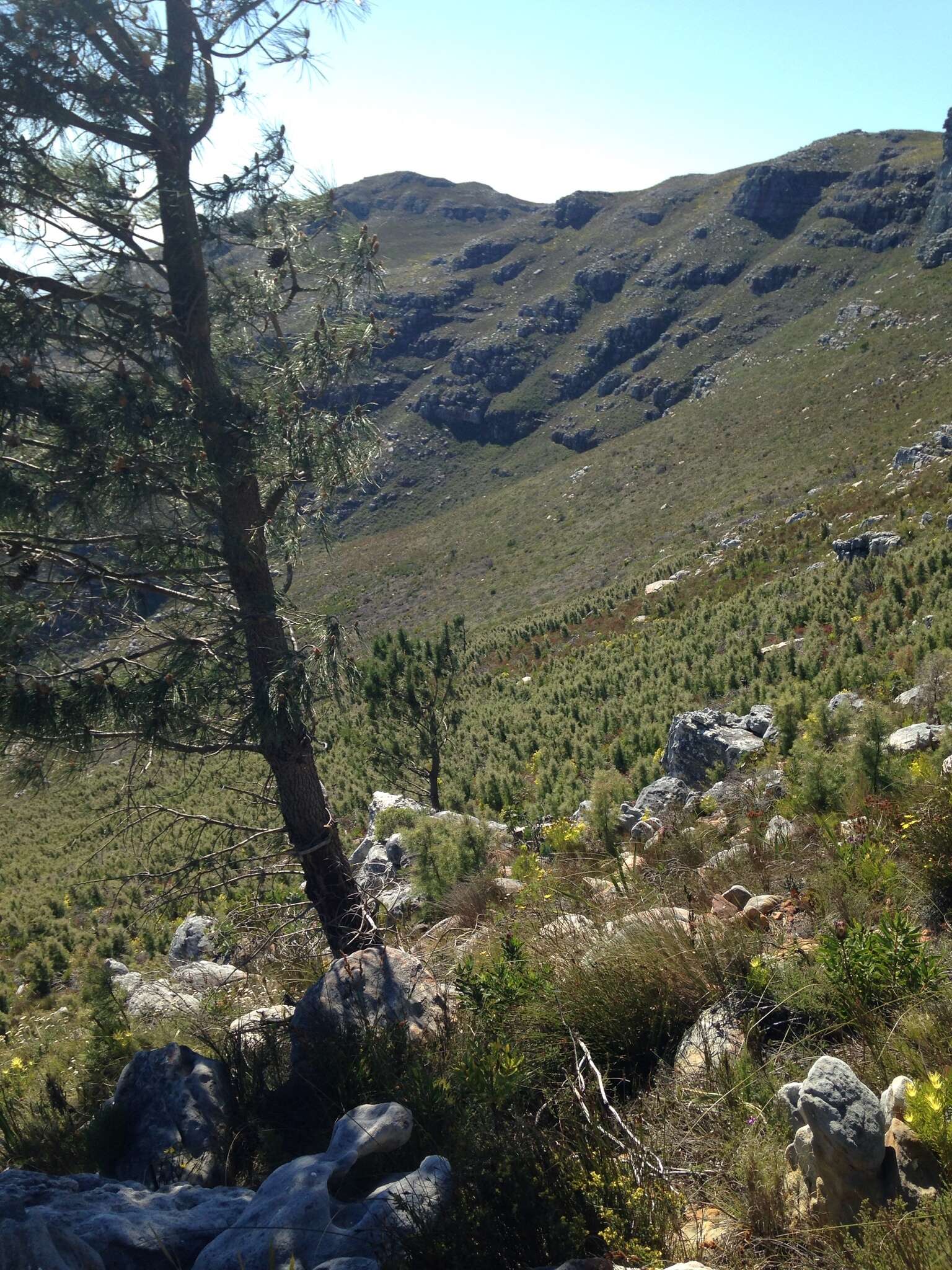 Image of Pinus pinaster subsp. escarena (Risso) K. Richt.