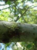 Image of Phymatidium hysteranthum Barb. Rodr.