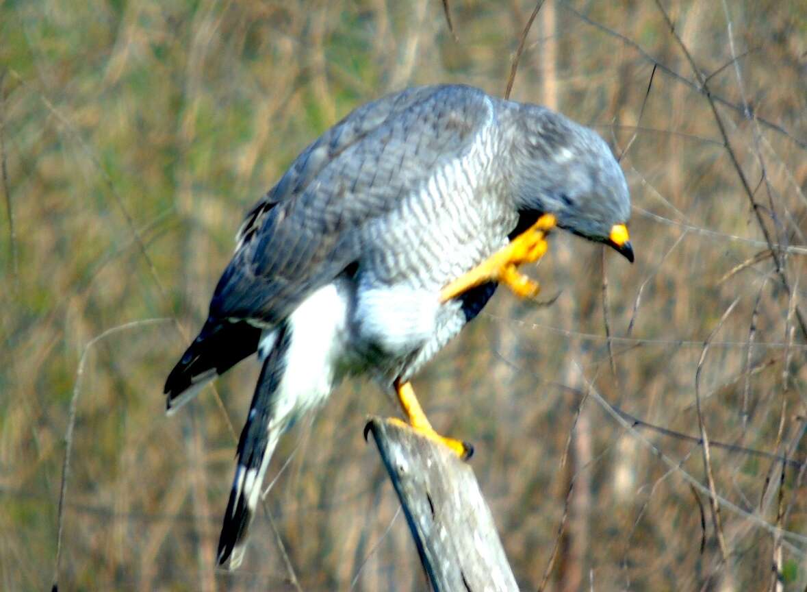 Buteo plagiatus (Schlegel 1862) resmi