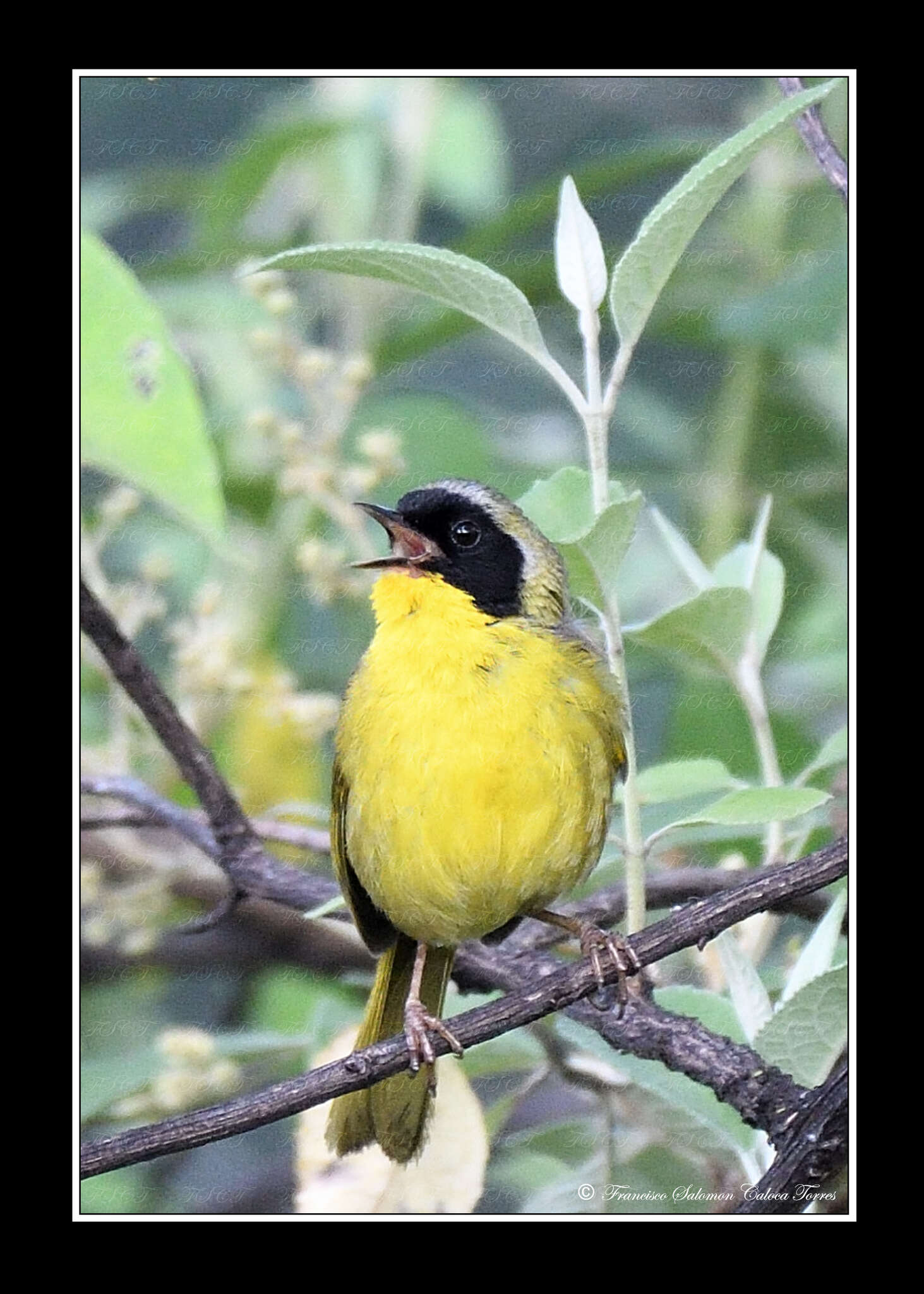 Image of Hooded Yellowthroat