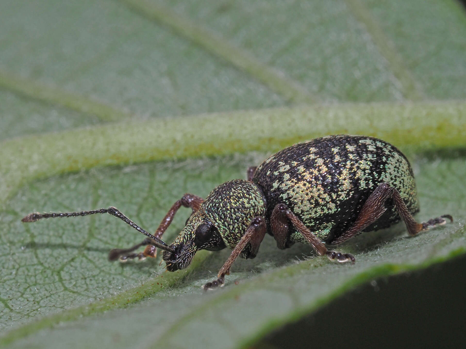 Imagem de Otiorhynchus (Majetnecus) lepidopterus (Fabricius 1794)