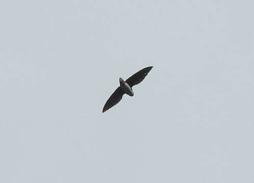 Image of Short-tailed Spinetails
