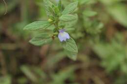 Plancia ëd Achetaria bicolor Pennell