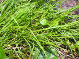 Image of northern sedge