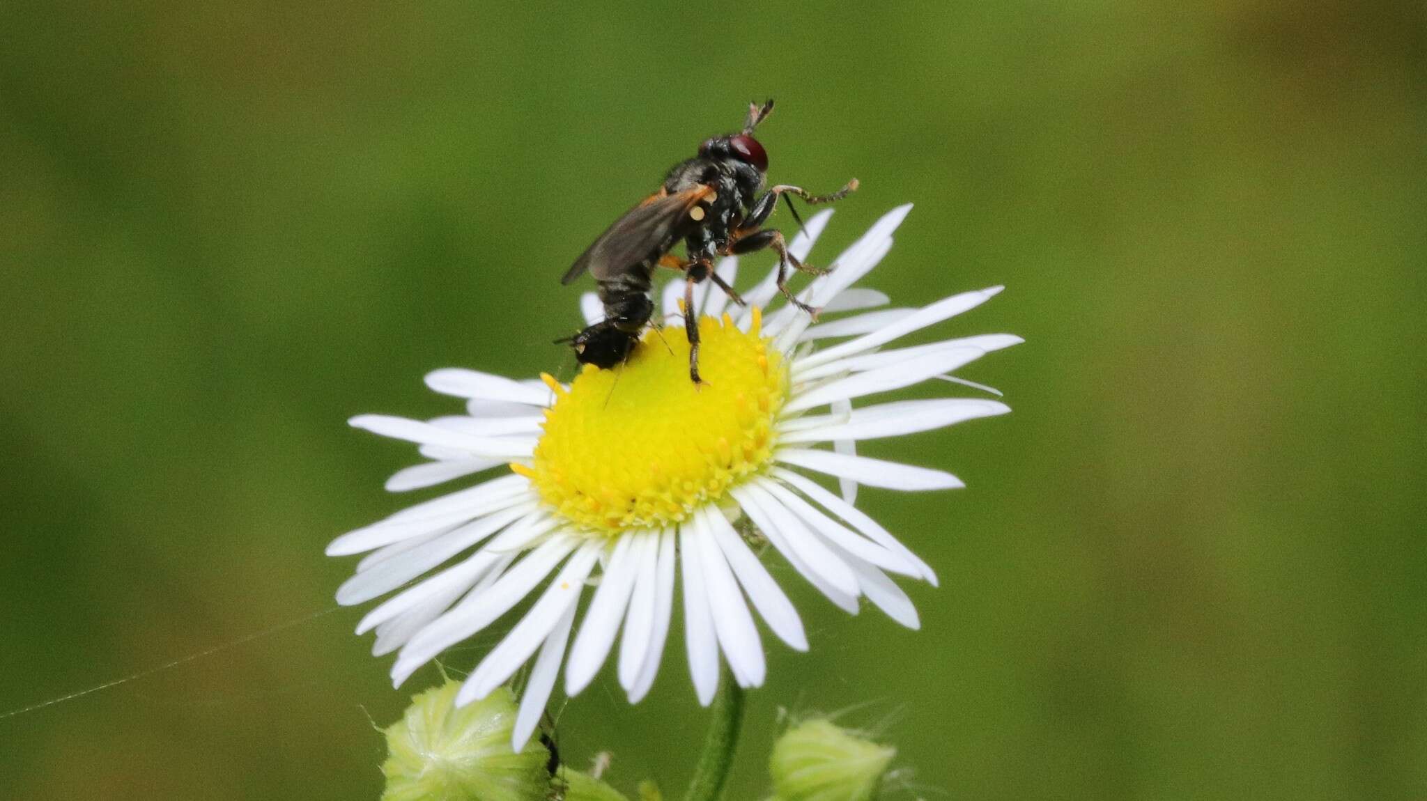 Imagem de Thecophora occidensis (Walker 1849)