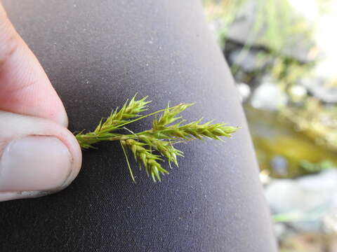 Слика од Carex bolanderi Olney