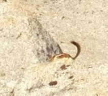 Image of lodgepole chipmunk