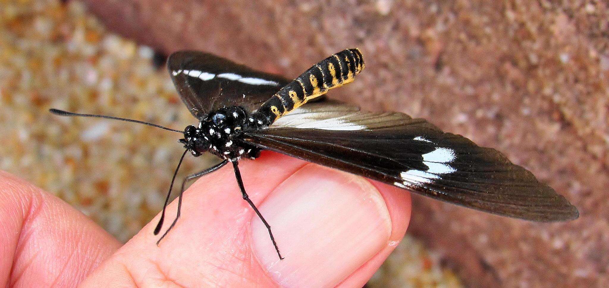 Image of Acraea aganice aganice