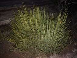 Image of Green Ephedra