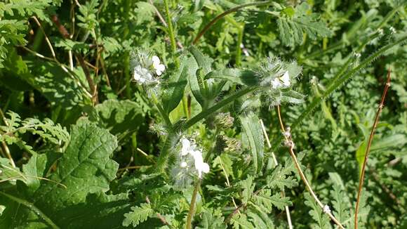 Image of Clearwater cryptantha