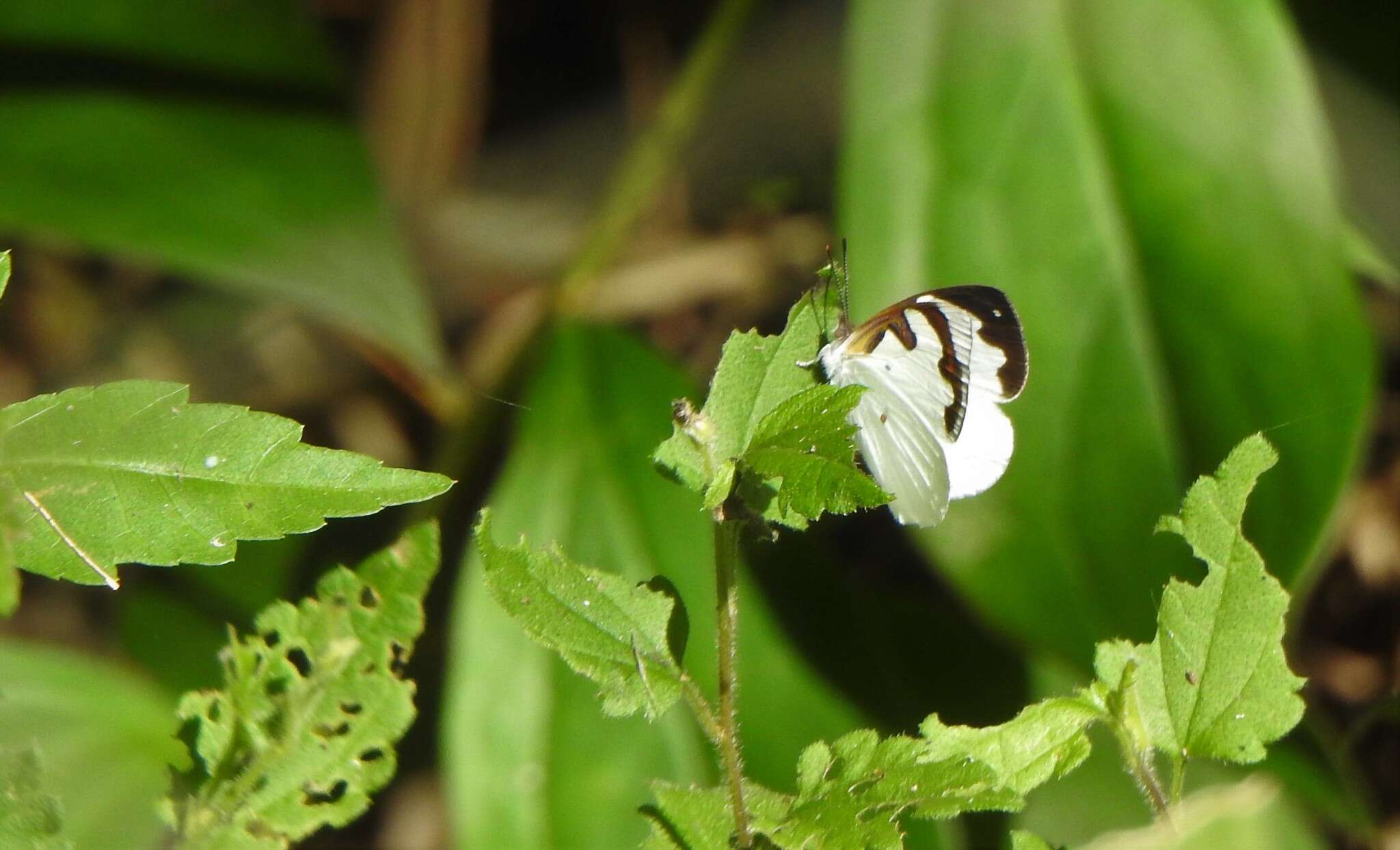 Plancia ëd Dynamine myrrhina Doubleday (1849)