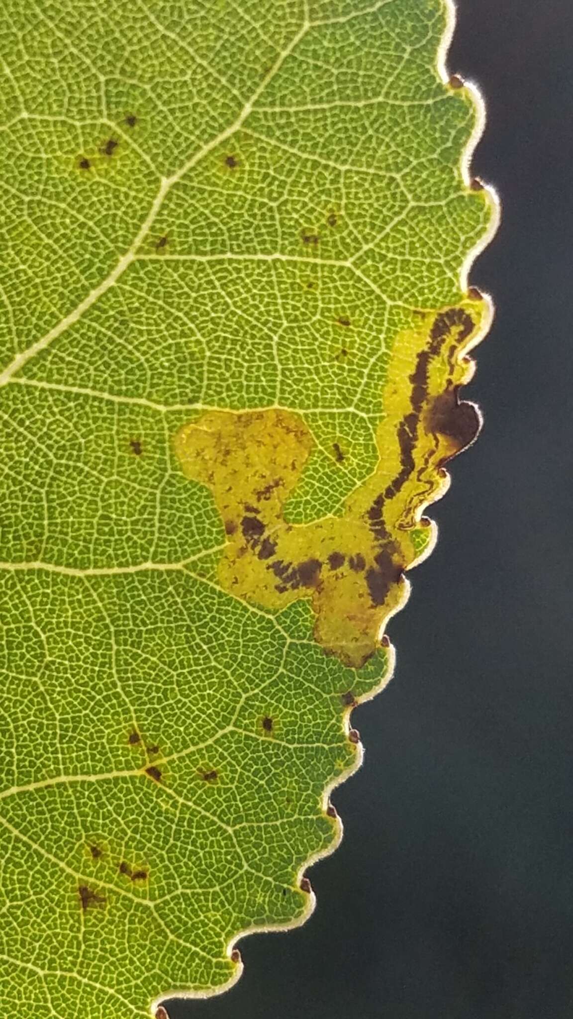 Image of Stigmella populetorum (Frey & Boll 1878) Wilkinson et al. 1979