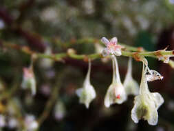 صورة Fallopia multiflora (Thunb.) K. Haraldson