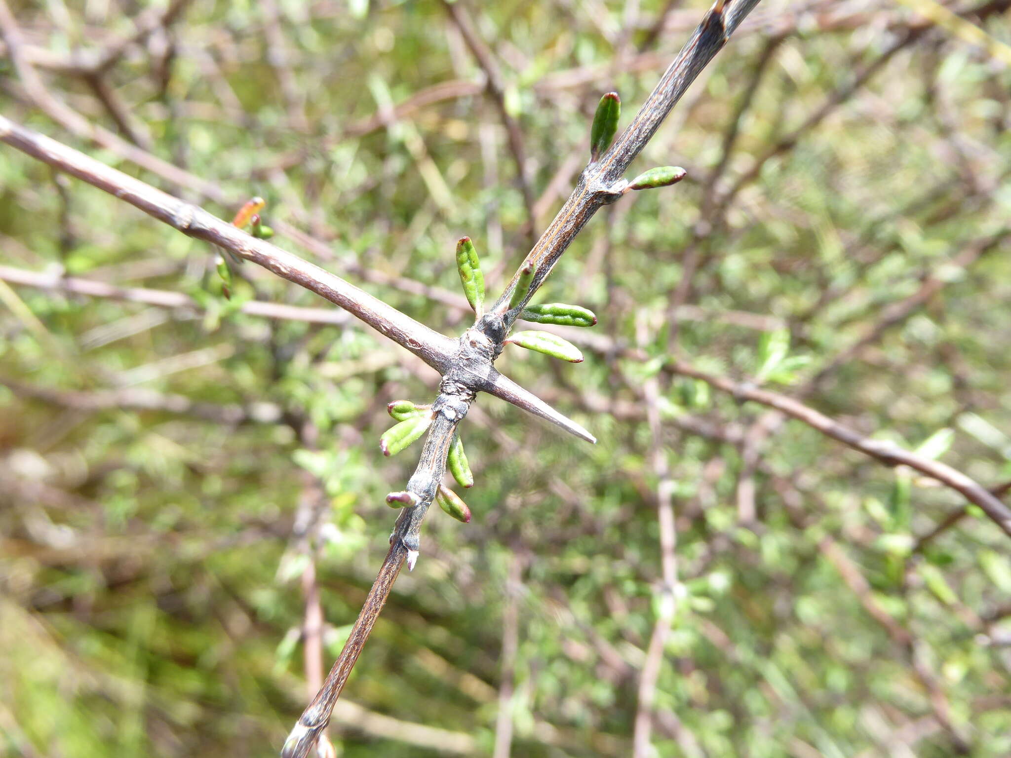 Image of Olearia bullata H. D. Wilson & P. J. Garnock-Jones