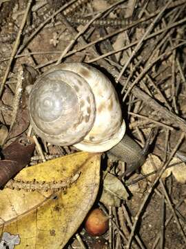 Image of Camaenella platyodon (L. Pfeiffer 1846)