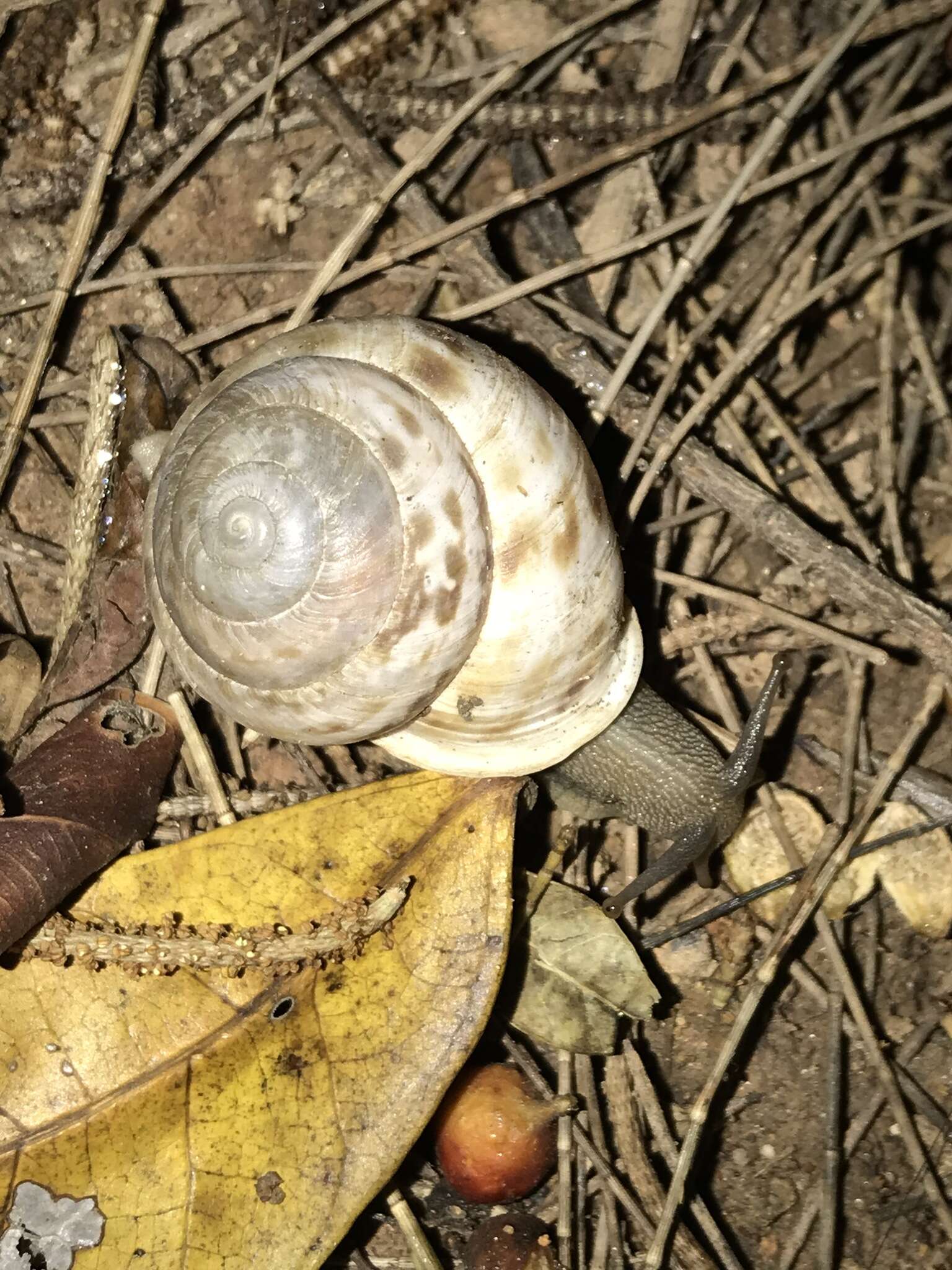 Image de Camaenella platyodon (L. Pfeiffer 1846)