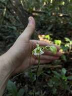 Image of hooded orchid