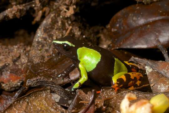 Image of Baron's Mantella