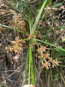 Image of Cyperus leptocladus Kunth