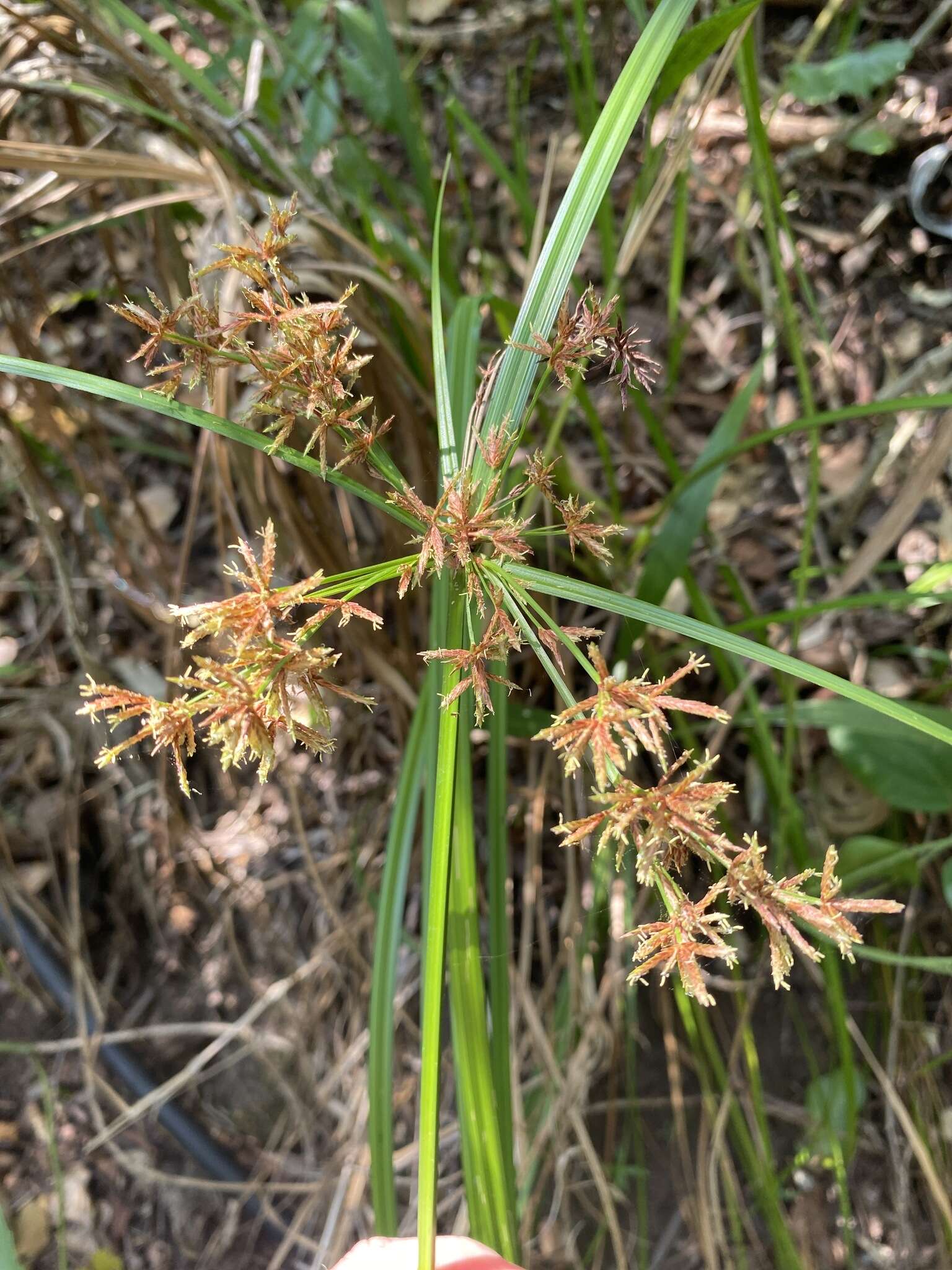 Image of Cyperus leptocladus Kunth