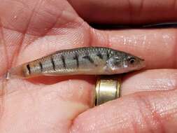 Image of Striped Killifish