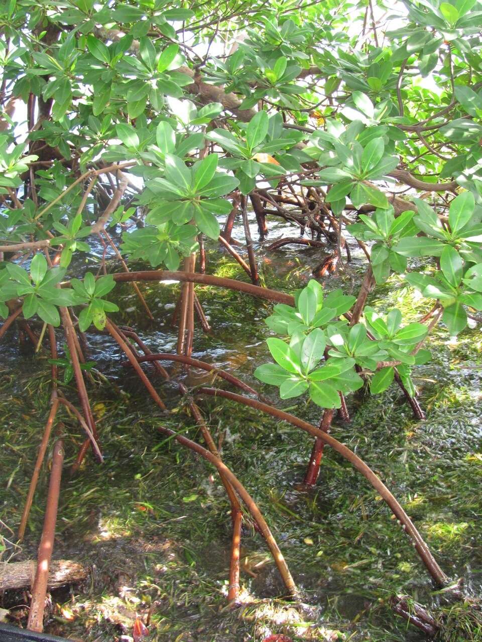 Image of red mangrove