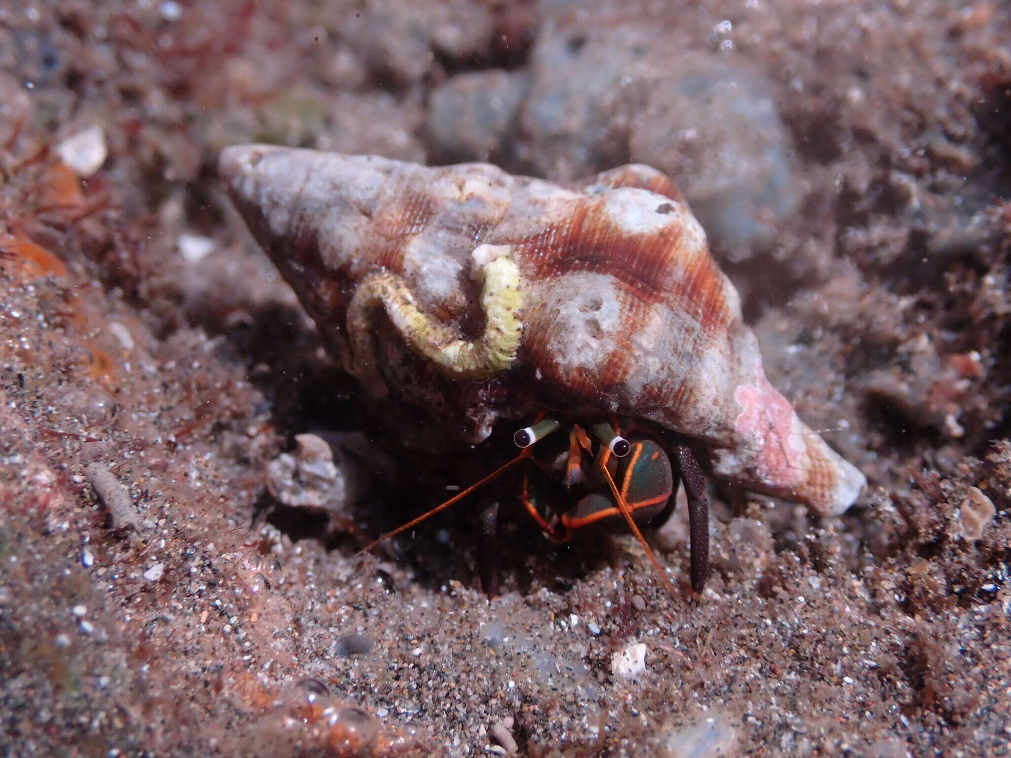 Image of Calcinus obscurus Stimpson 1859