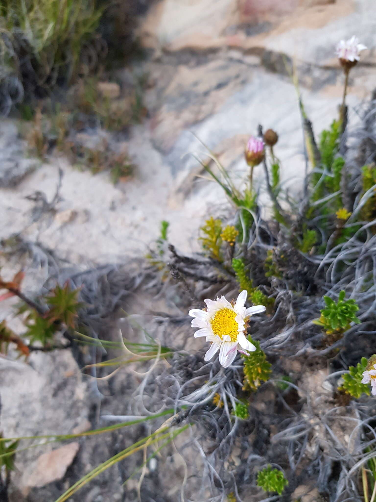 Image of Polyarrhena imbricata (DC.) Grau