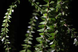 Image of tassel fern