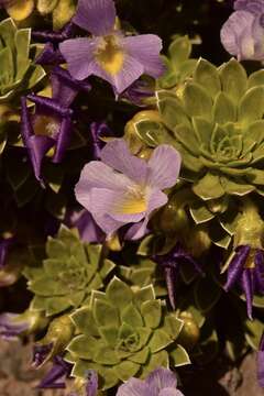 Image of Viola cotyledon Ging.