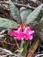 صورة Rhododendron rugosum Low ex Hook. fil.