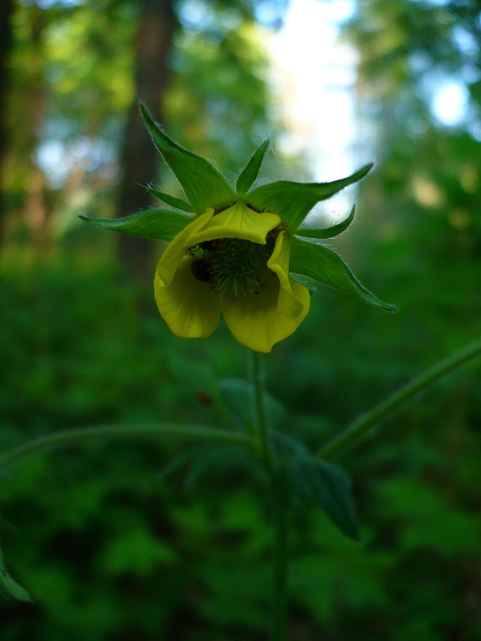 Image of Geum intermedium Ehrh.