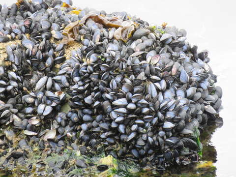 Image of Chilean blue mussel