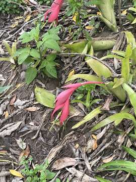 Image of Billbergia nutans H. Wendl. ex Regel