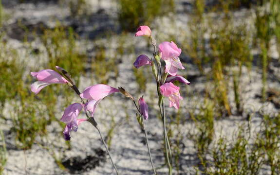 Image of Gladiolus brevifolius Jacq.