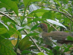 Image of Rufous-headed Chachalaca