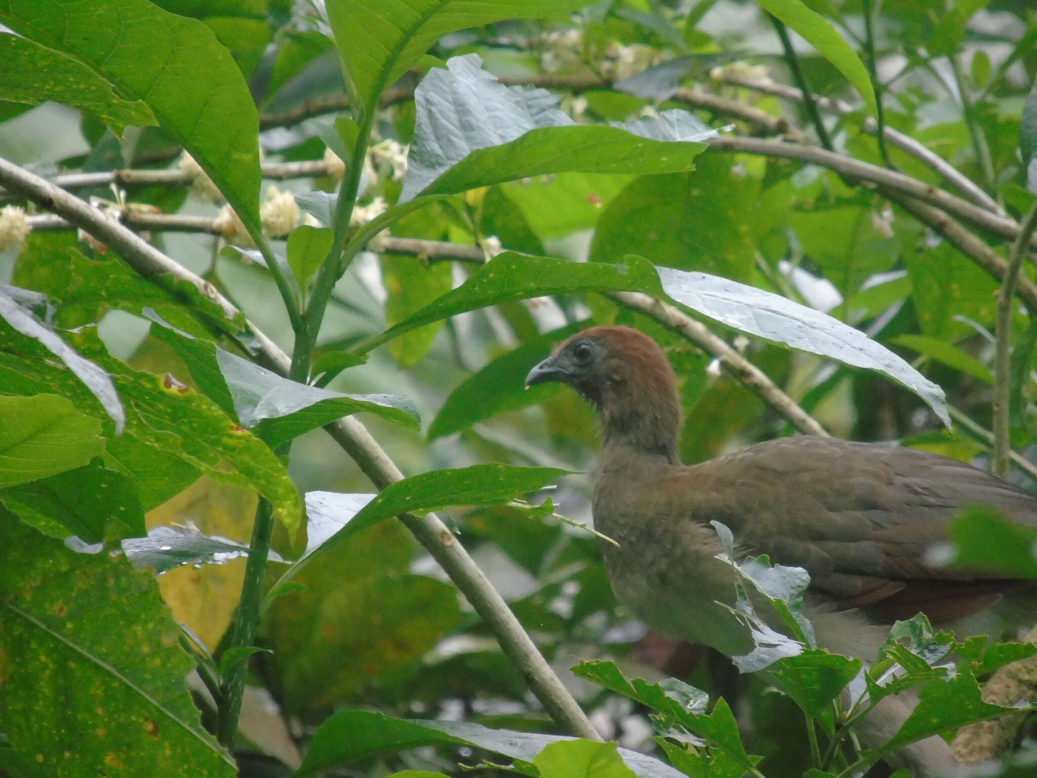 Plancia ëd Ortalis erythroptera Sclater, PL & Salvin 1870