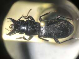 Image of Pterostichus (Cylindrocharis) rostratus (Newman 1838)