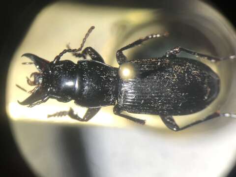 Plancia ëd Pterostichus (Cylindrocharis) rostratus (Newman 1838)