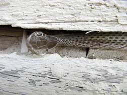 Image of Russian Ratsnake