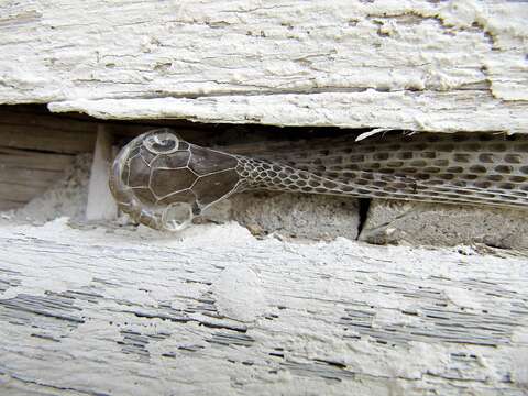 Image of Russian Ratsnake