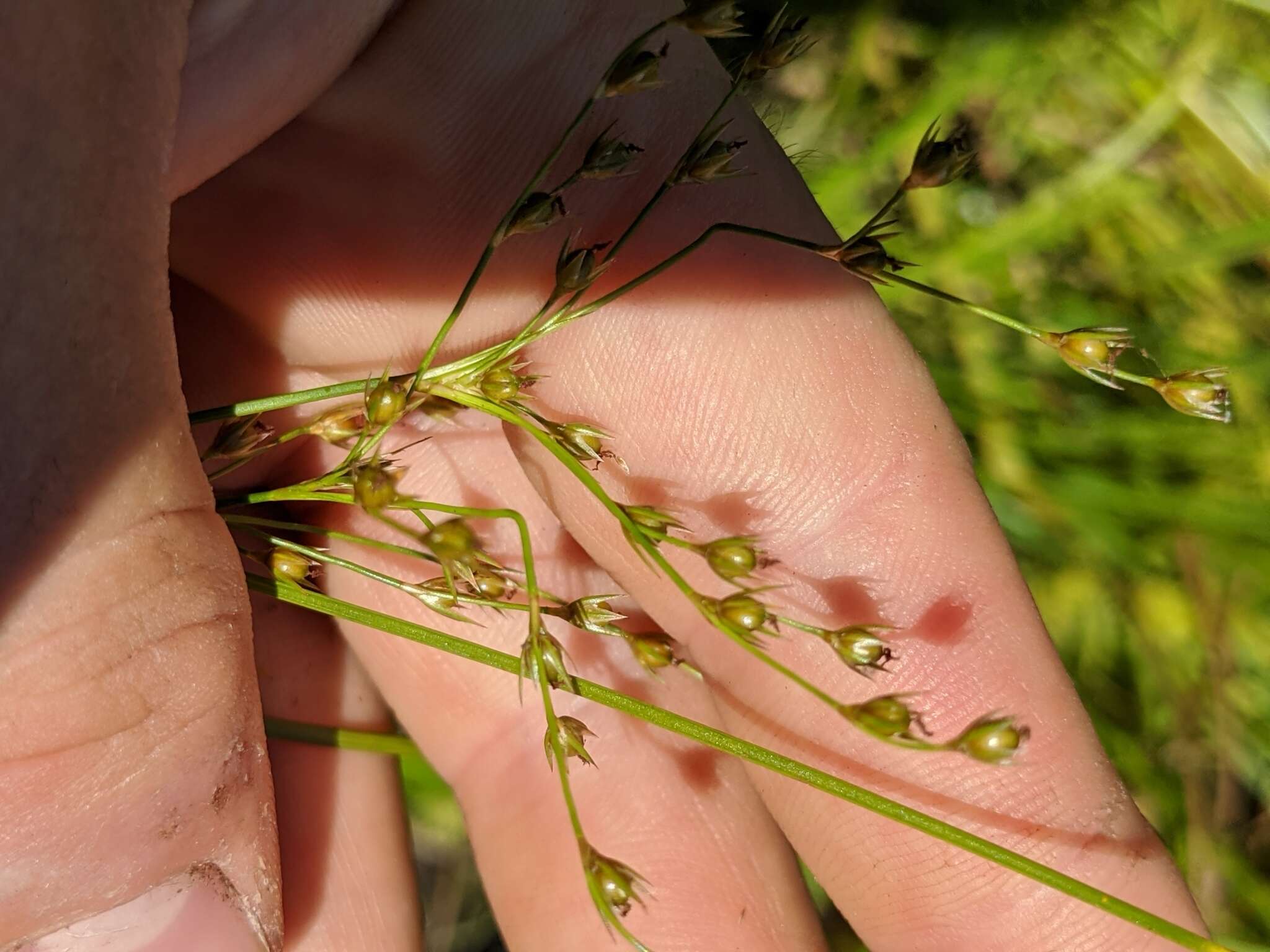 Слика од Juncus anthelatus (Wiegand) R. E. Brooks