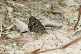 Image of Ypthima lisandra Cramer 1782