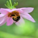 Image de Xylocopa tabaniformis sylvicola O'Brien & Hurd 1965