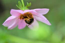 Plancia ëd Xylocopa tabaniformis sylvicola O'Brien & Hurd 1965