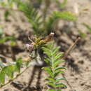 Image of Astragalus bakuensis Bunge
