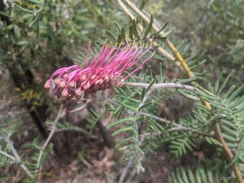 Image of Caley's grevillea